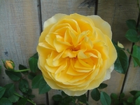 The first rose in this season