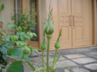 The first rose in this season