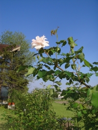 Mme. Alfred Carriere in bloom