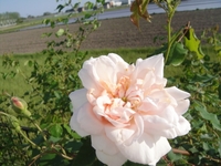 Mme. Alfred Carriere in bloom