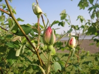 Mme. Alfred Carriere in bloom