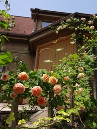 Rose Festival held at O.R.I. garden