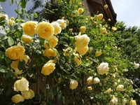 Rose Festival held at O.R.I. garden
