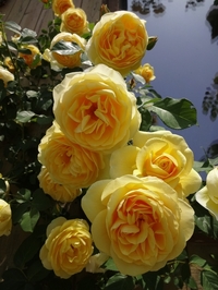Rose Festival held at O.R.I. garden