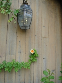 Alchemist in bloom