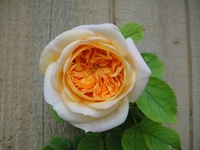 Alchemist in bloom