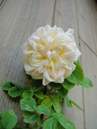 Alchemist in bloom