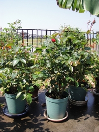 Blooming Rose ORI