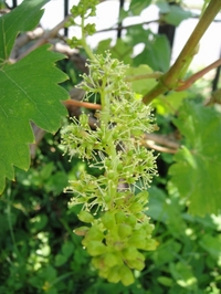 Flowers of Grapes