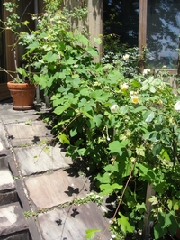 Flowers of Grapes