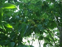 Beech Mast!?