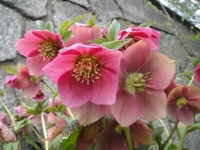 Christmas Roses in full bloom