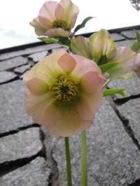 Christmas Roses in full bloom