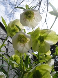 Christmas Roses in full bloom