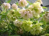 Christmas Roses in full bloom