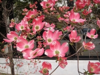 Red and white flowering dogwood