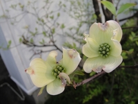 Red and white flowering dogwood