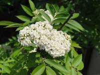 Blooming Japanese Rowan