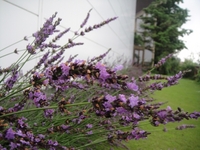 Best time to view Lavenders