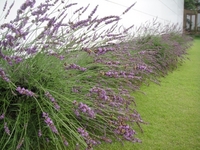 Best time to view Lavenders