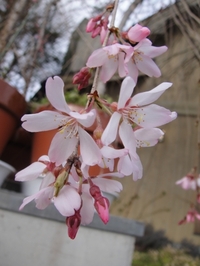 The Blooming Cherry Blossoms