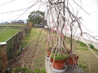 The Blooming Cherry Blossoms