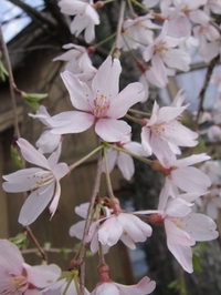 Cherry blossoms in full bloom!