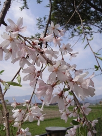 Cherry blossoms in full bloom!