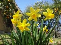 Daffodils