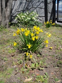 Daffodils