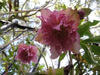 Blooming Christmas Rose