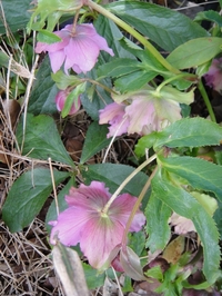 Blooming Christmas Rose
