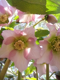 Christmas Roses Blooming One by One