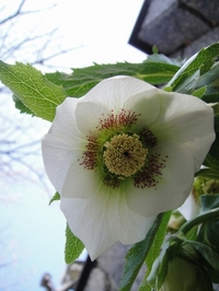 Christmas Roses Blooming One by One