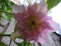 Christmas Roses Blooming One by One