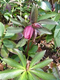 Christmas Roses Blooming One by One