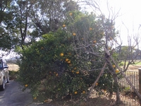 Delicious Summer Orange