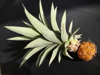 First Pineapple This Year