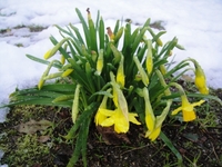 Narcissus Blooms in Snow