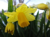 Narcissus Blooms in Snow