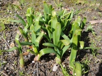 Buds of Narcissus