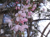Season of Cherry Blossom
