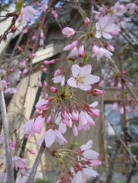 Season of Cherry Blossom