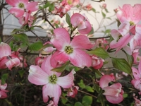 A　proud Dogwood