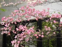 A　proud Dogwood