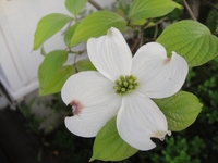 A　proud Dogwood