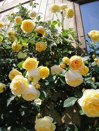 Graham Thomas Are In Full Bloom