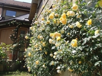 Graham Thomas Are In Full Bloom