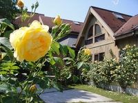 Graham Thomas Are In Full Bloom