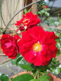 Red Ribbon Are In Full Bloom